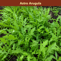 The Salad Garden Bundle