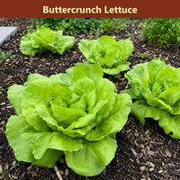The Salad Garden Bundle