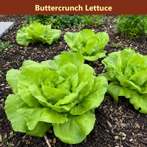 The Salad Garden Bundle