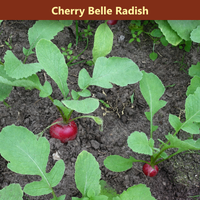 The Salad Garden Bundle