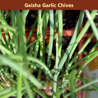 The Salsa Garden Bundle