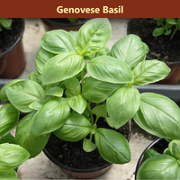The Herb Garden Bundle