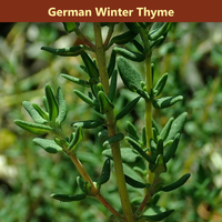 The Herb Garden Bundle