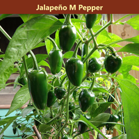The Salsa Garden Bundle