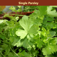 The Herb Garden Bundle